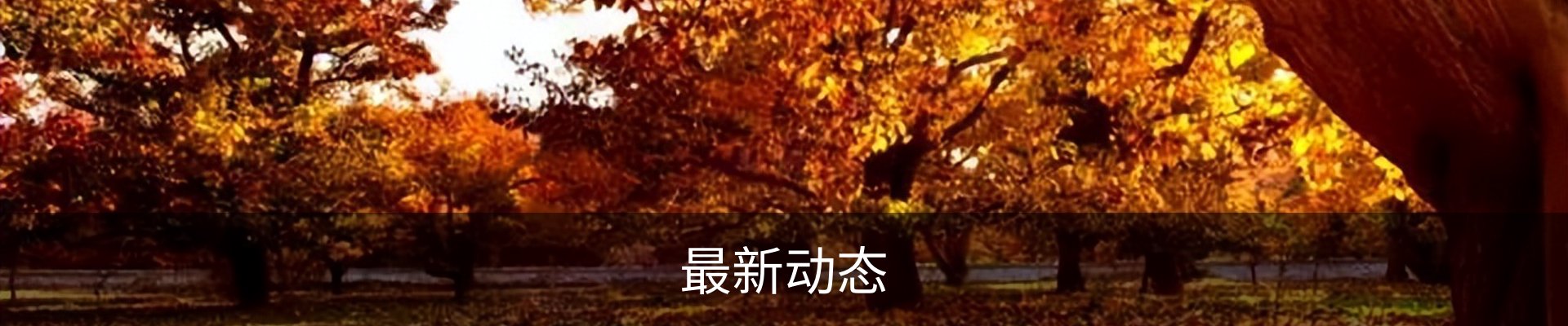 最新动态